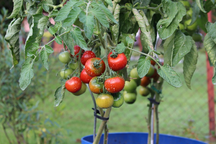 친환경 방제의 장점