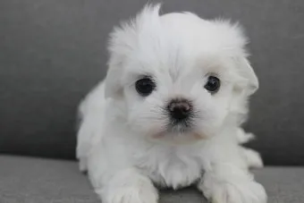 말티즈 성격 분양 가격 수명 장점 단점_15