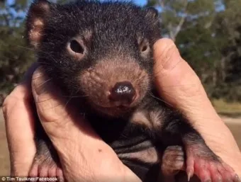 태즈메이니아 데빌 특징 매력 성격_8