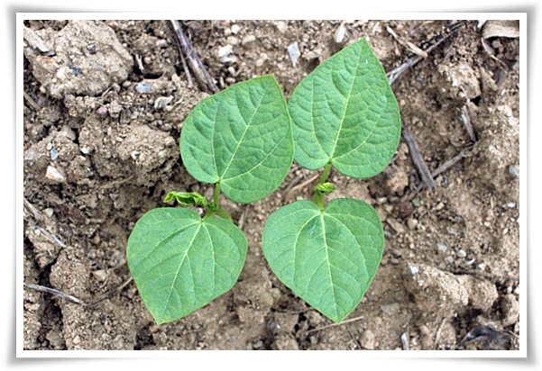 텃밭 "6월, 팥을 심어보세요!" 팥 한 줄 심고 건강과 행복은 두 배로!