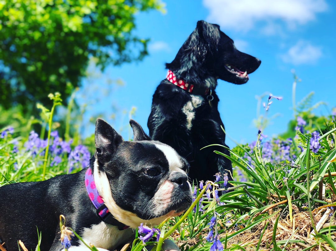 Bluebell