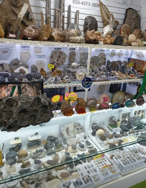 화석 가게 정보
