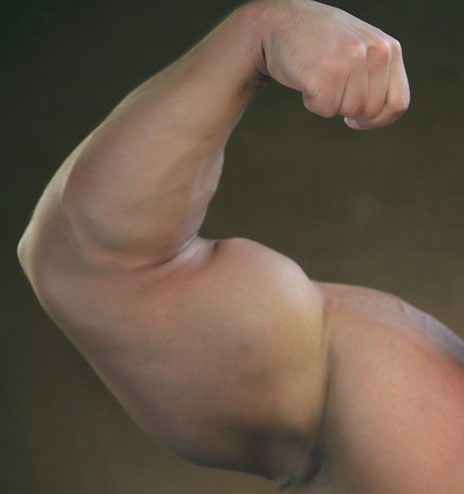 상완의 근육, 전완의 근육 muscles of arm, forearm