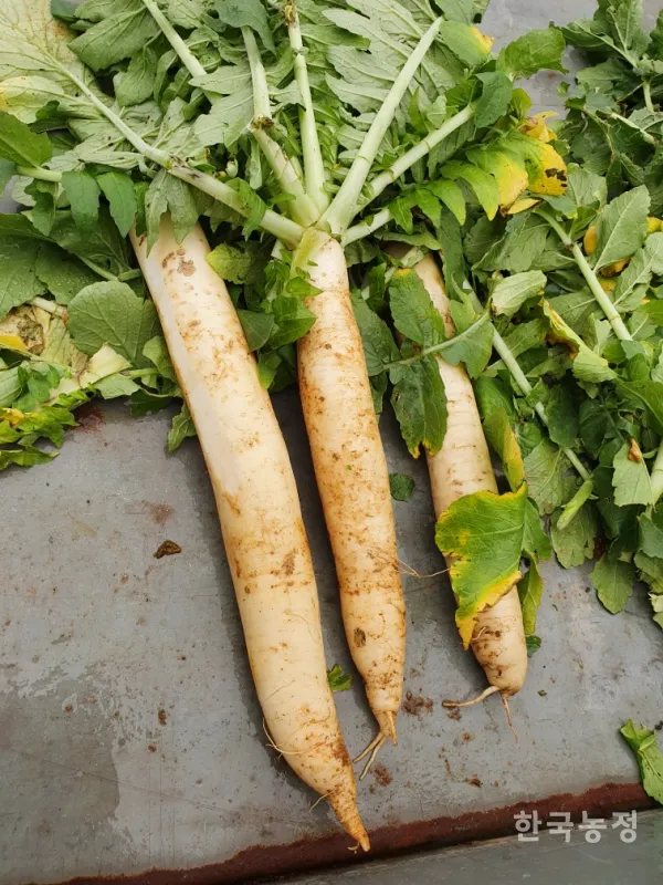 무 재배 솎아주기 토양 소독 비닐 멀칭_8