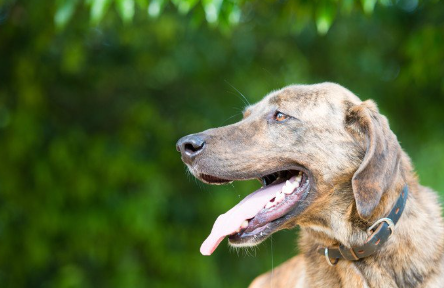 가로 방향의 플롯 하운드.