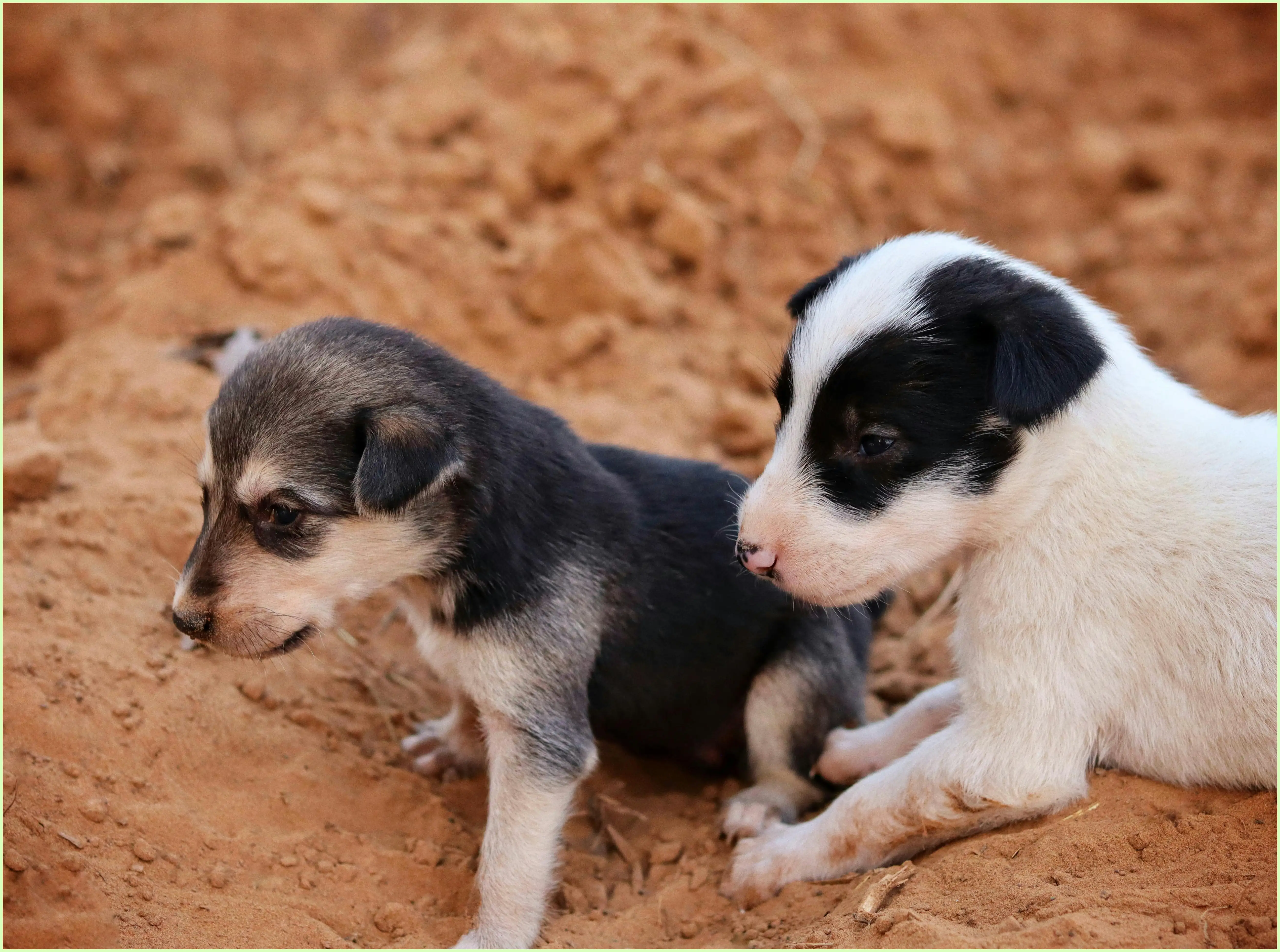 강아지 귤 먹어도 되나요? 소량 급여와 안전한 급여법