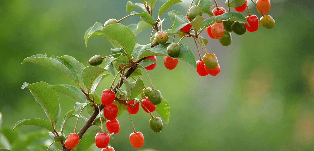 보리수 열매 사진 - 10