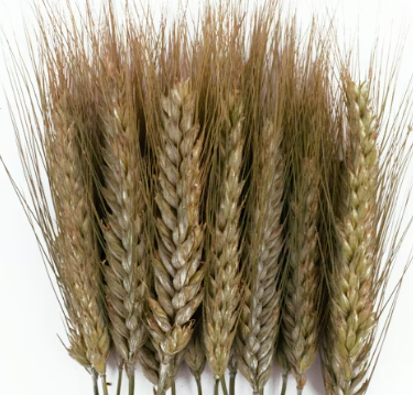 카무트 효소 효능 및 먹는법 총정리