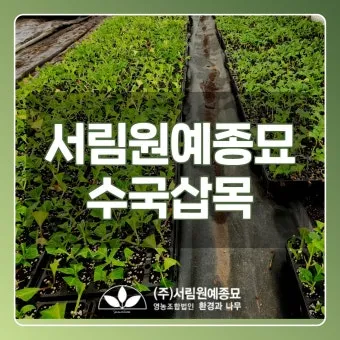 수국 삽목시기와 꺾꽂이 방법 재배 시기 완전 정리_13