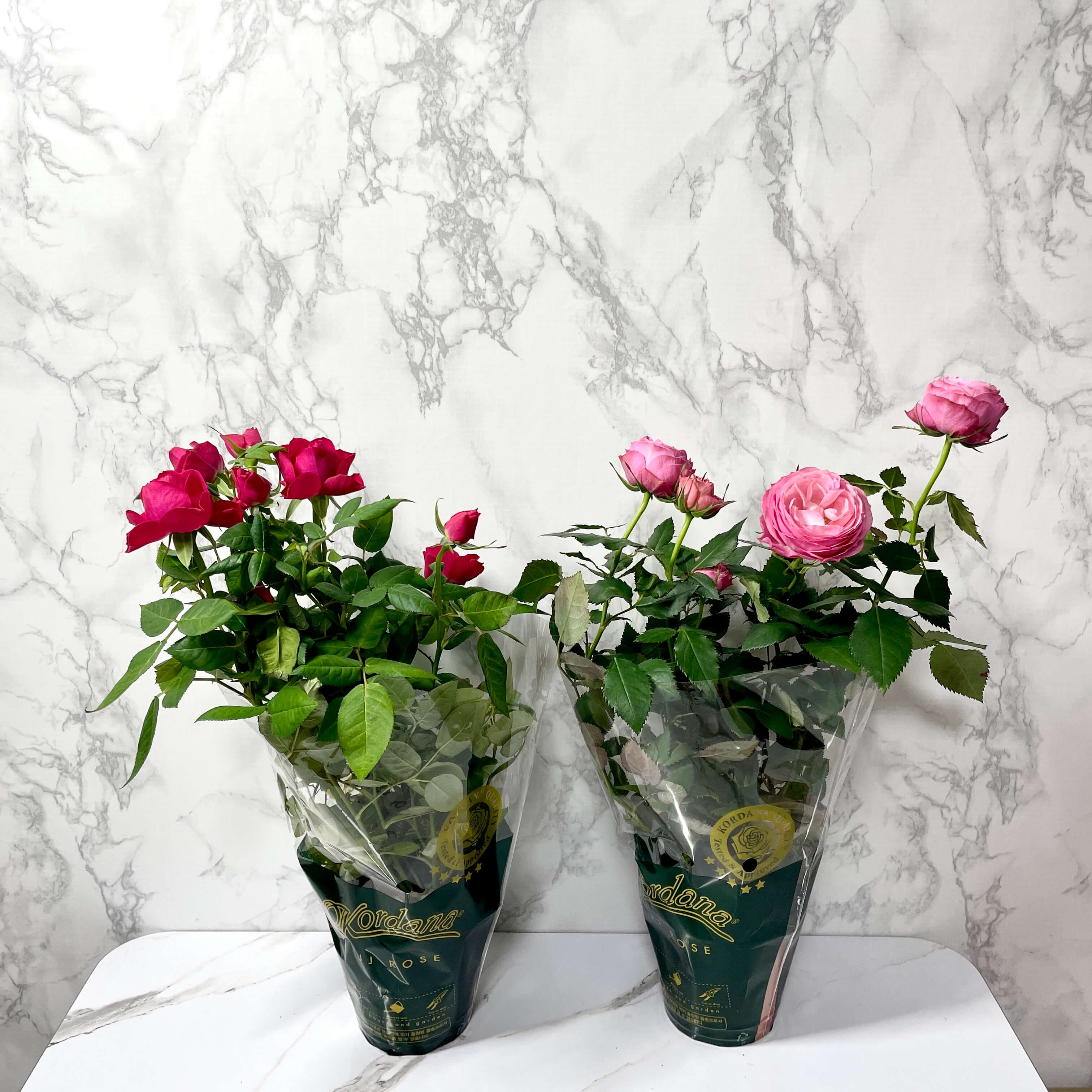 장미꽃 묘목 모종 키우는 방법