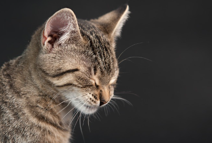 눈을 감고 있는 고양이.