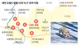 늑구 포획 현상금 청주 암컷 AI사진 총정리