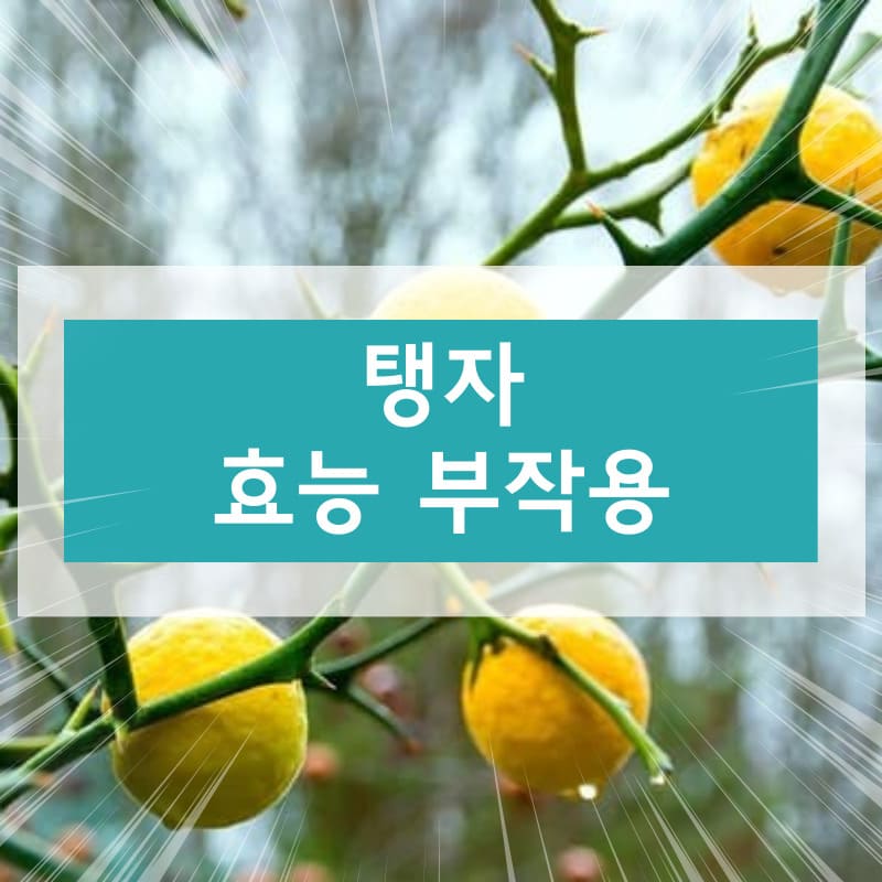 탱자 효능 부작용 탱자 먹는법