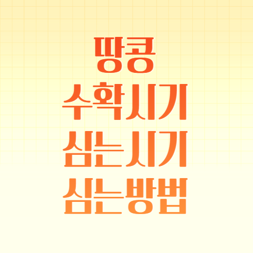 땅콩 수확시기 심는시기 심는 방법