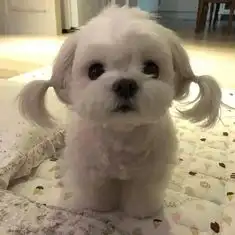  반려동물 등록번호