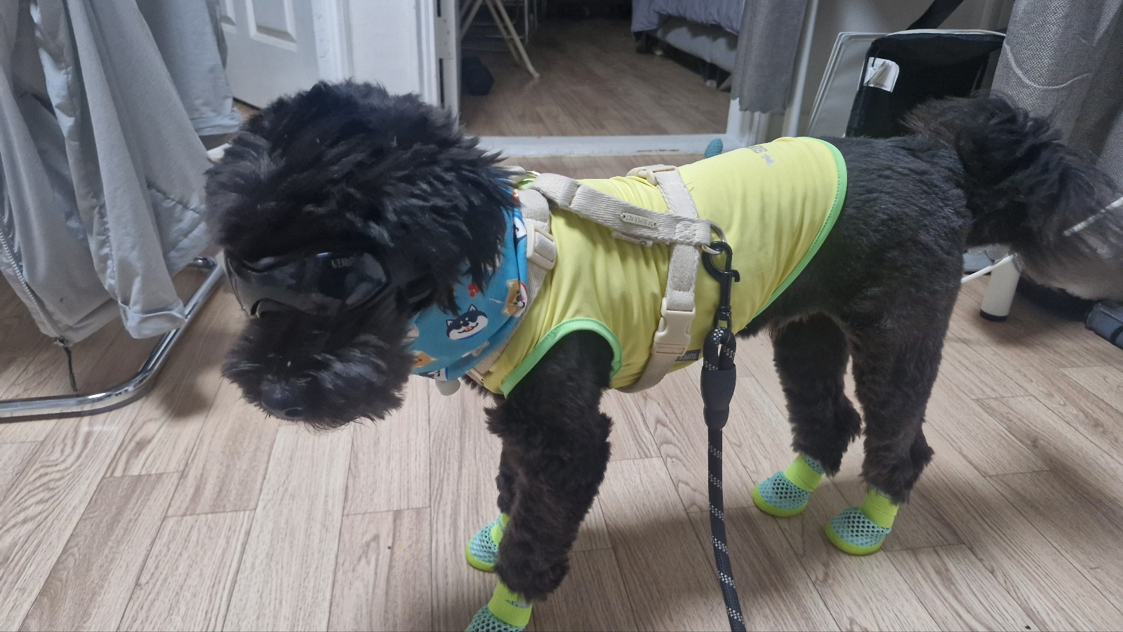 요즘 떠는 견종 질병 위험도 비교(푸들,말티즈,시바)