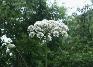 곰배령 예약하기