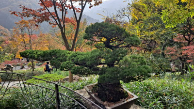 단풍명소_화담숲_분재원