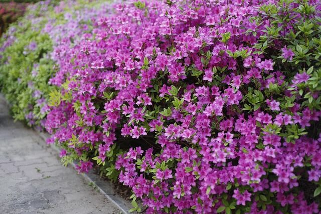 산청 황매산철쭉제