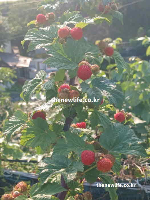 산딸기 효능 부작용 주의사항 칼륨 함량