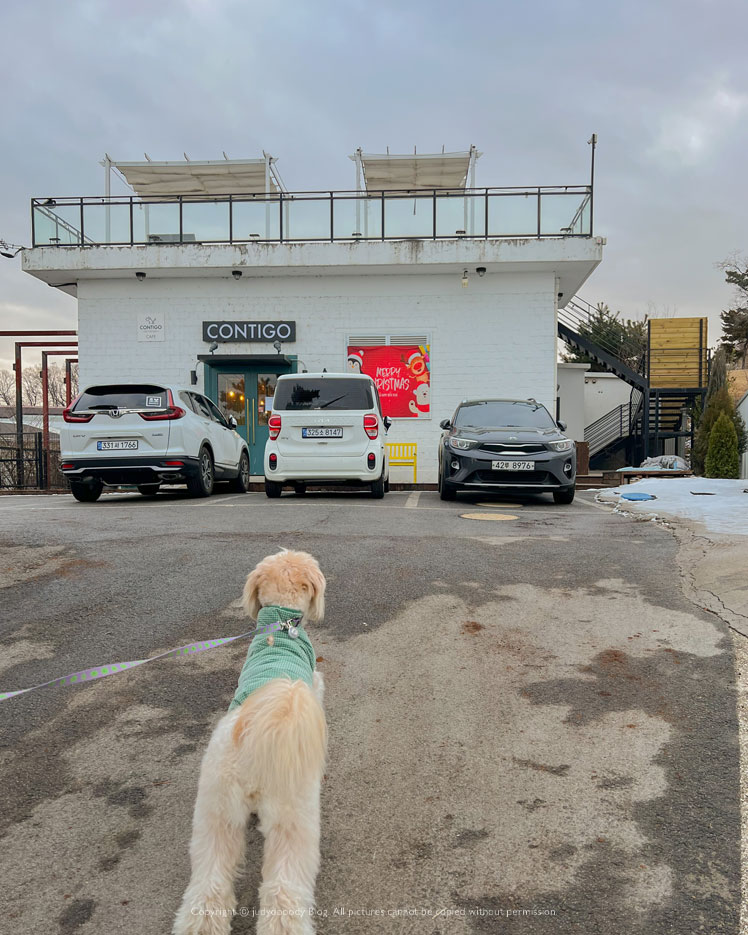 봄날 가기 좋은 잔디마당 카페, 파주애견동반카페