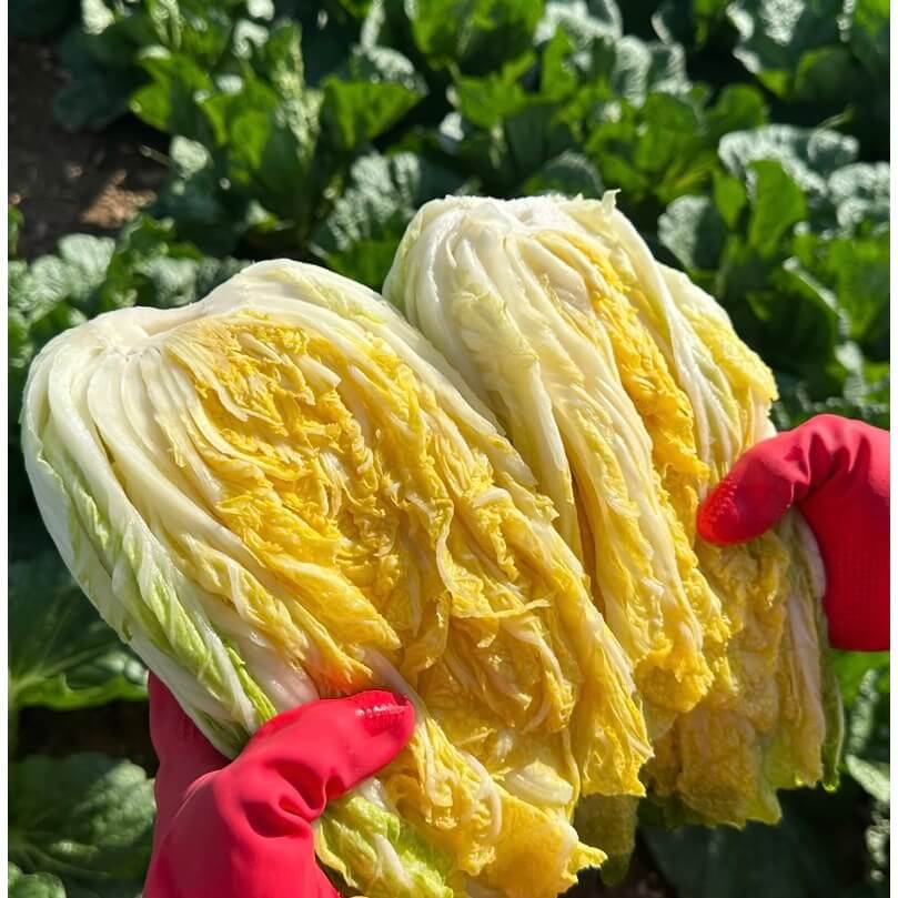 김장 절임배추 온라인 및 대형마트 사전예약