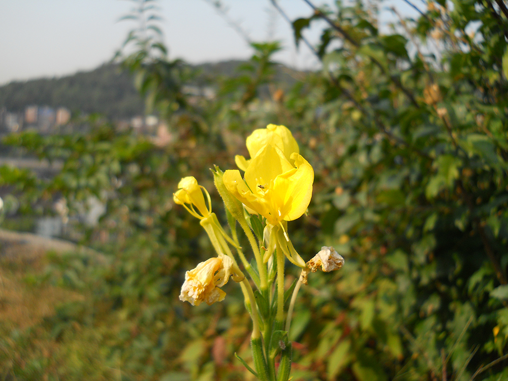 서대문구 홍제동 고은산(Goeunsan Mountain) 착한어린이