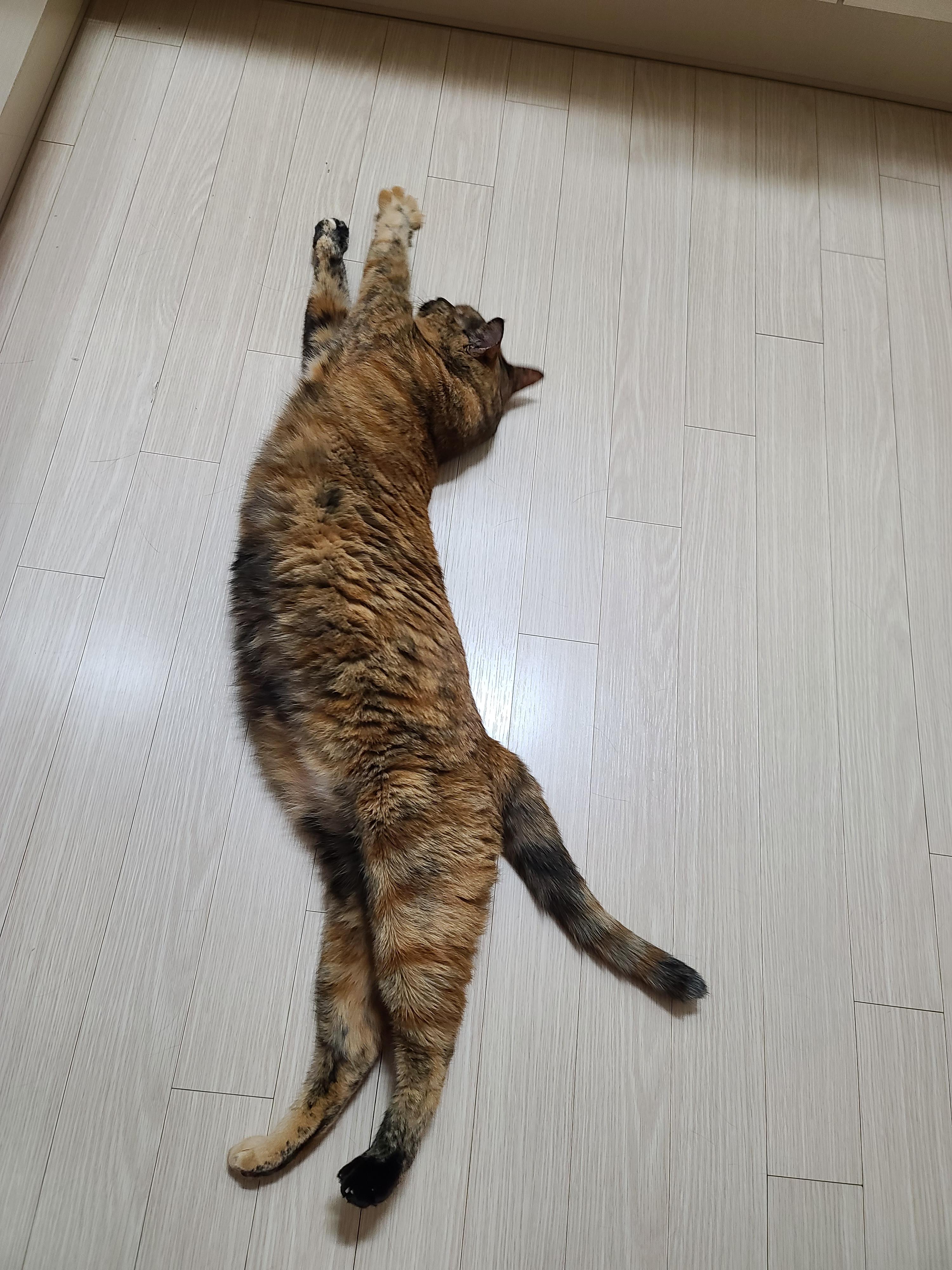 드러눕길 좋아하는 우리 사랑이. 고양이발라당발라당.