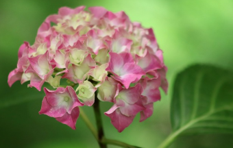 장생포 수국축제 최신 정보 17