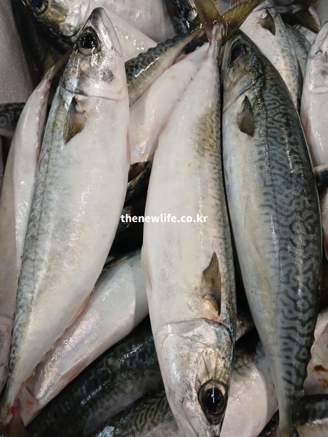 신선한 고등어 - 얼음 위에 진열된 가락 시장의 고등어 실물사진