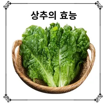 상추 물주는 시기 및 주의사항과 재배 노하우 정리_3