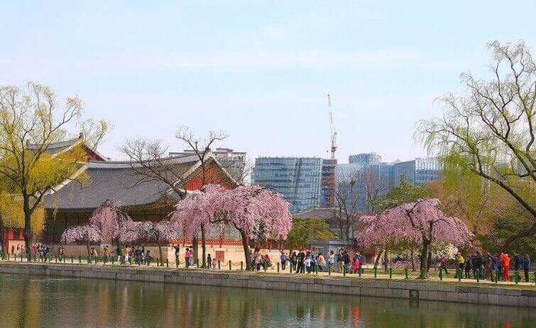 경복궁 벚꽃 축제 만개 개화시기 명소
