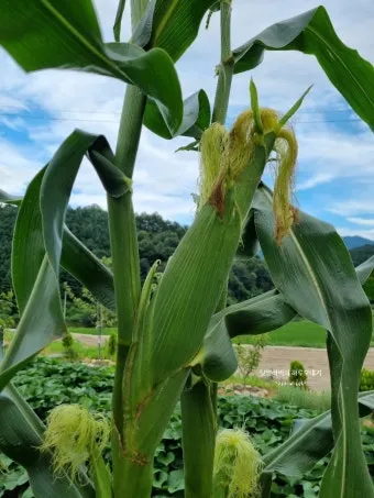 옥수수 키우는 법 품종 파종 수분수 당도 올리는 비결_15