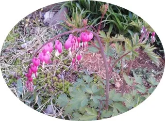 19사략유소씨 복희씨 신농씨와 문명 시작 이야기_3