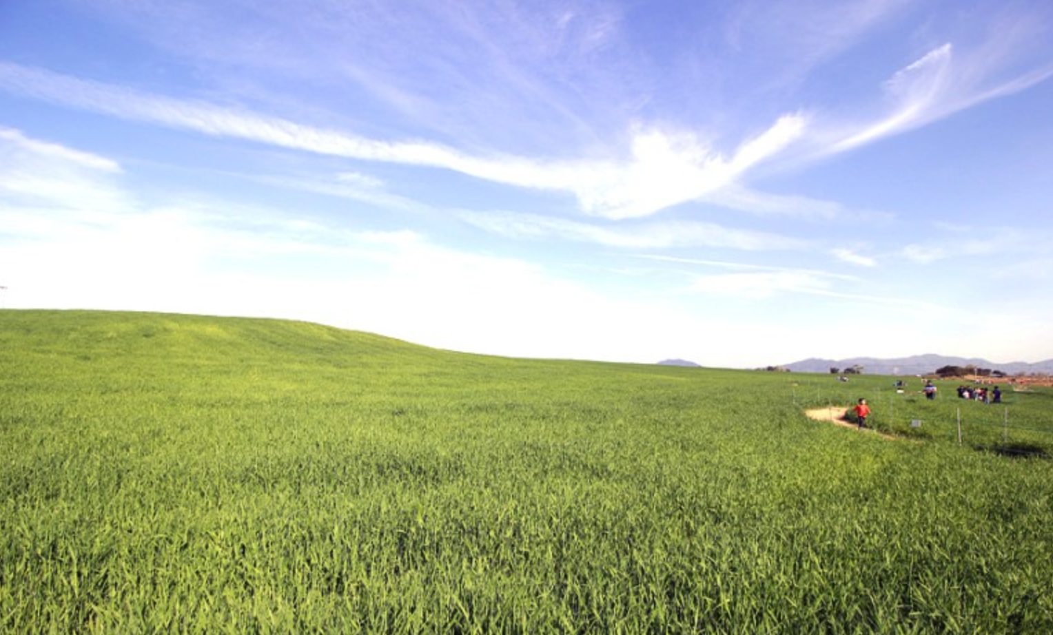 고창-청보리밭-축제