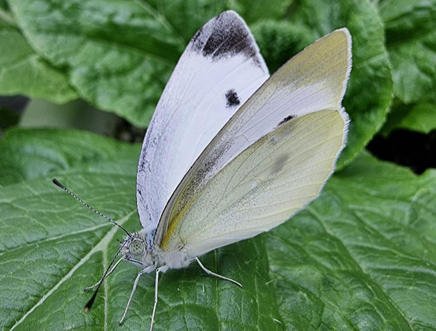 배추흰나비 성충