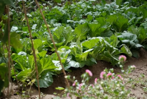 봄 캠핑의 맛: 알배기 주꾸미 숙회 손질법부터 결로 없는 실내 취사 버너 선택 팁