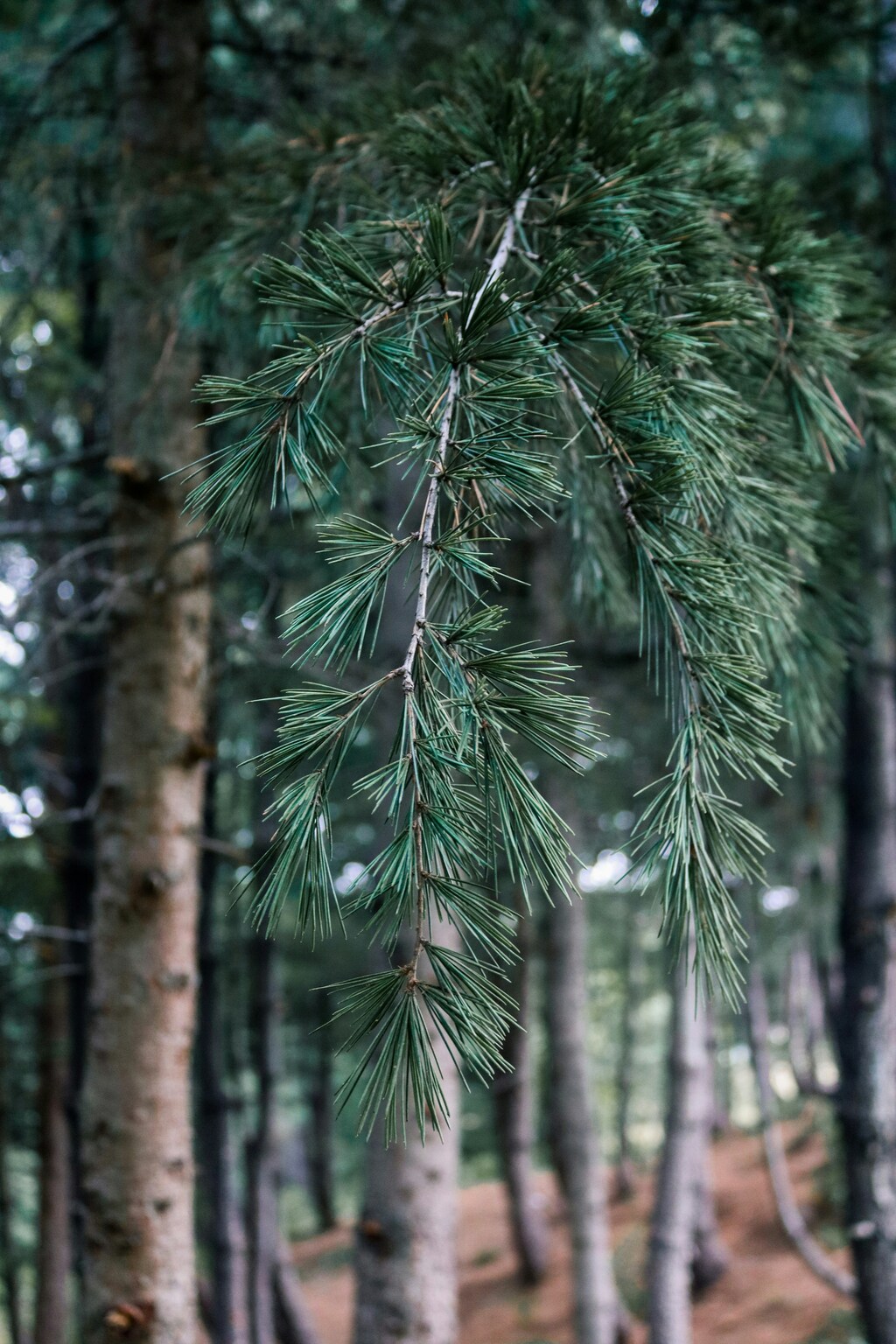 화담숲 예약방법! 실수 없이 완벽하게 예약하는 법