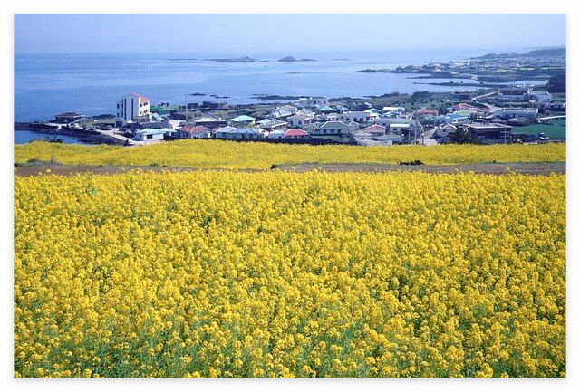 제주도 렌트카