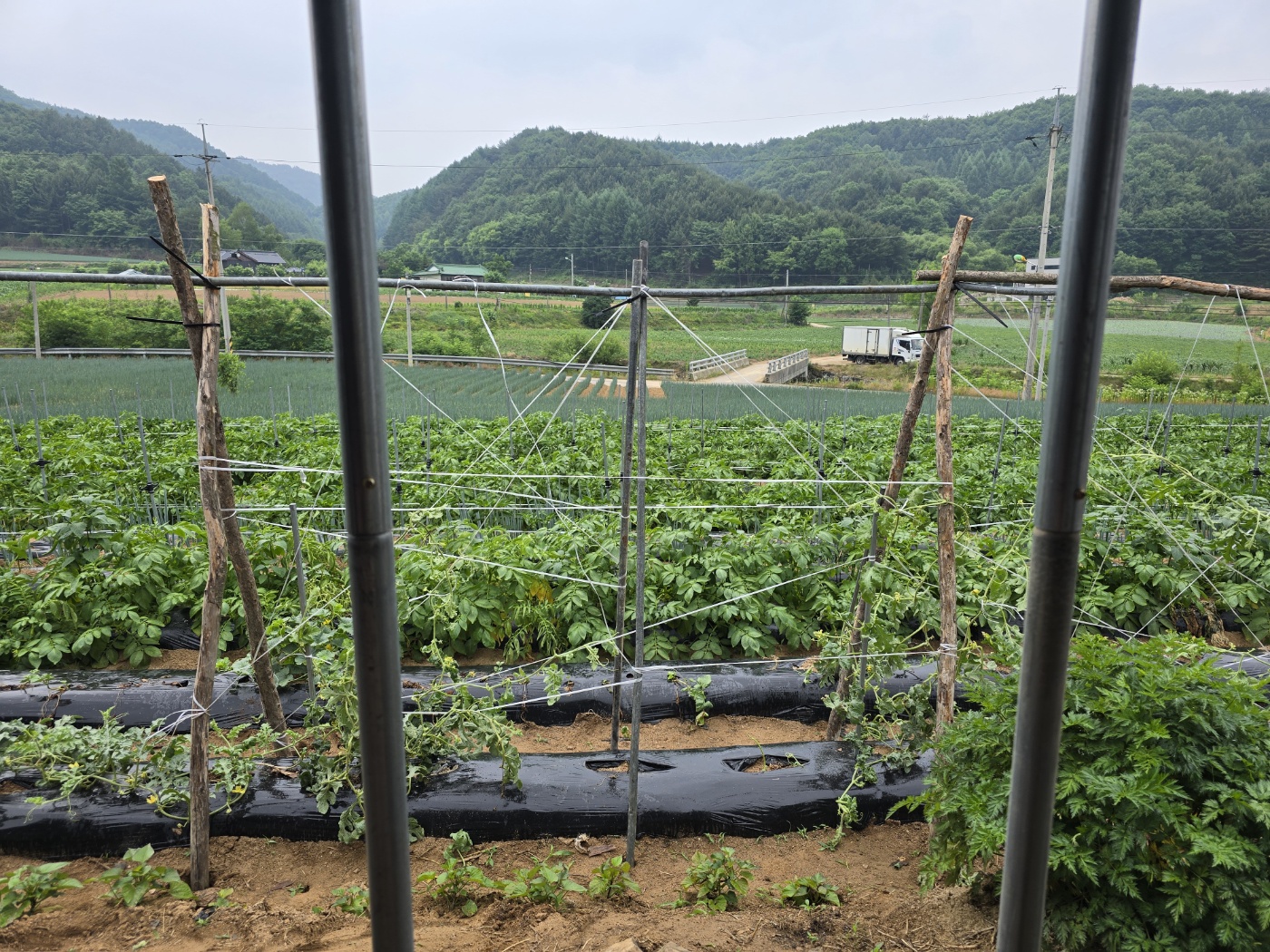 수박지지대