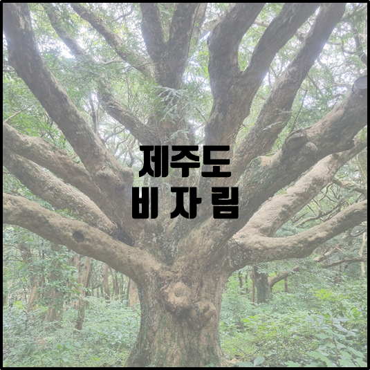 비자림