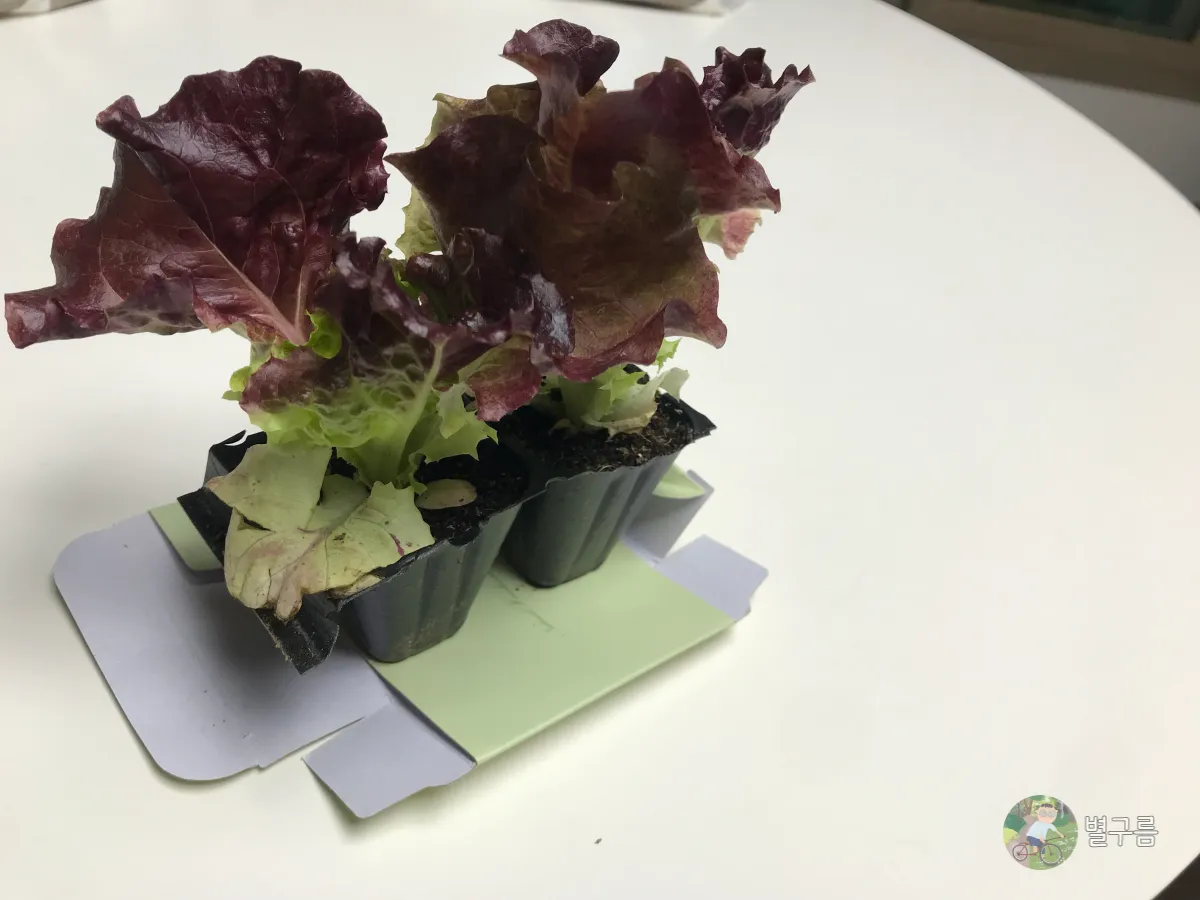 상추-모종-테이블-위에-있다