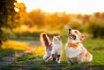 고양이 위장병