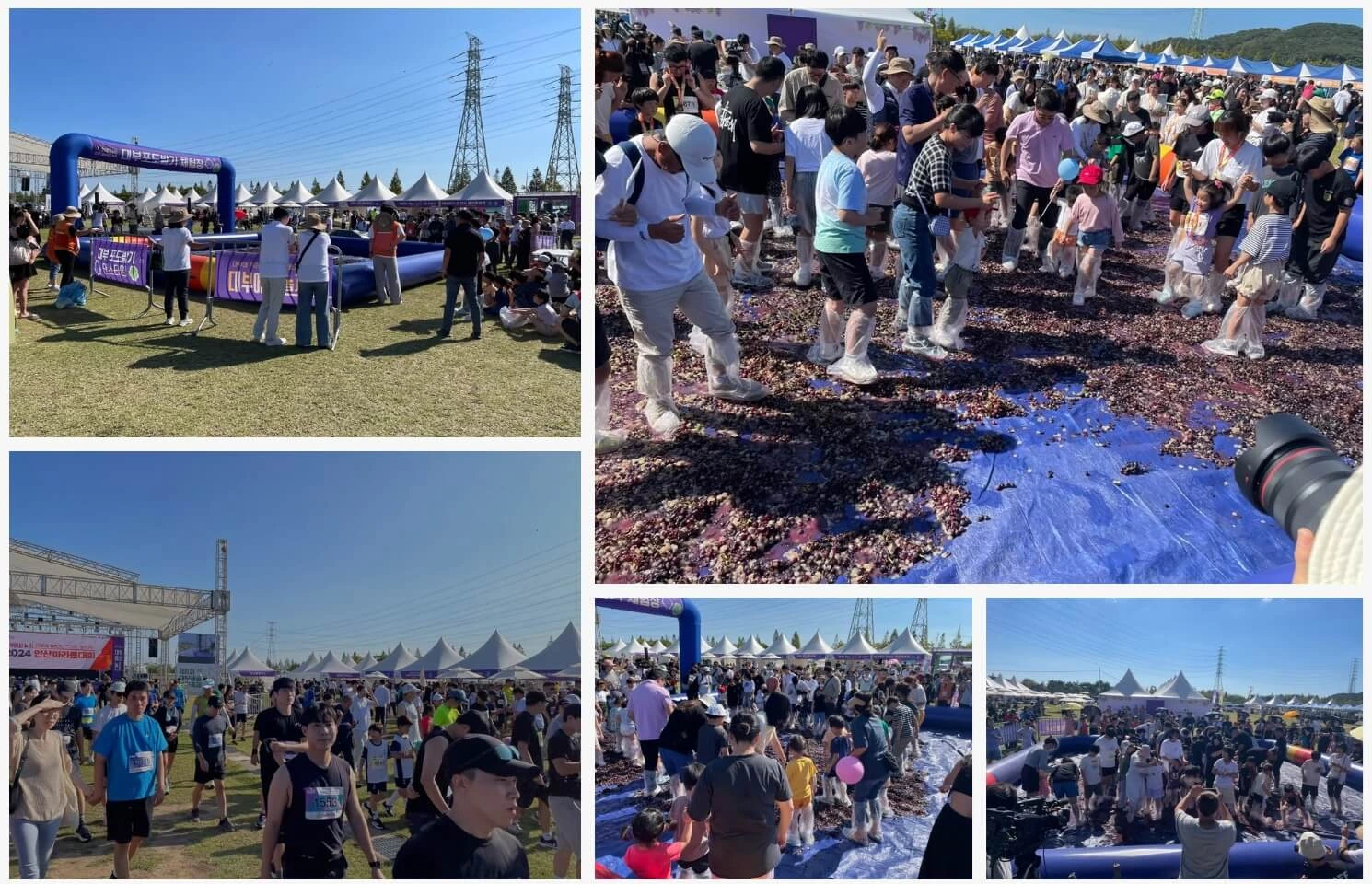 안산 대부 포도 축제 기본정보