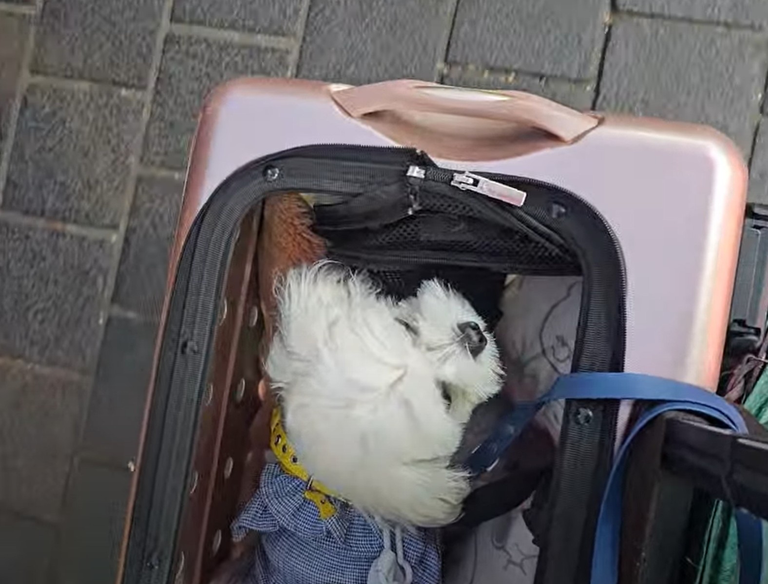 명동 거리에 라떼