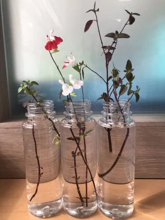 세이지 재배 삽목 번식 배수성 좋은 흙 가지치기_15