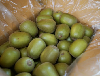 가온농장 레드키위