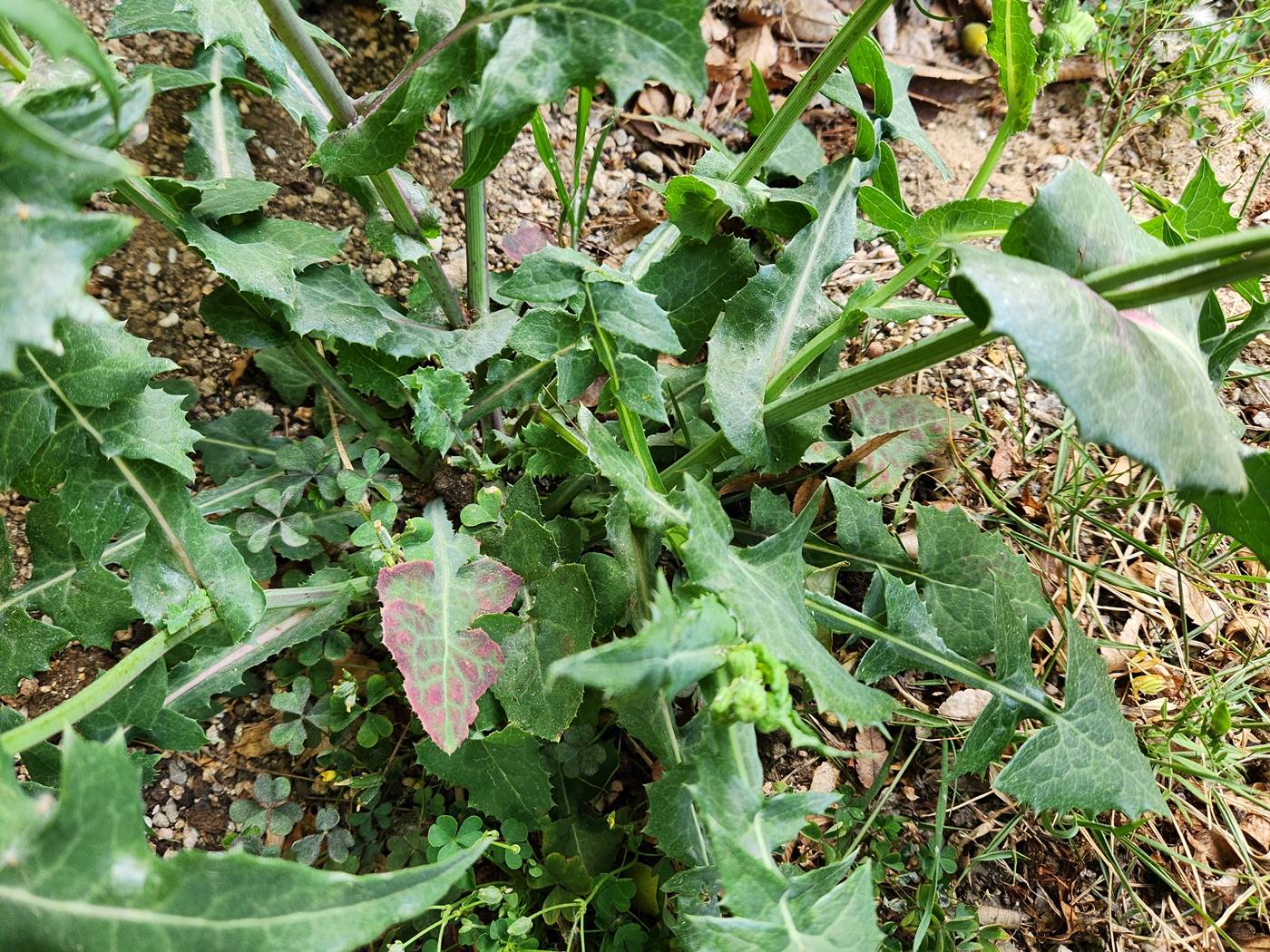 방가지똥(청채)