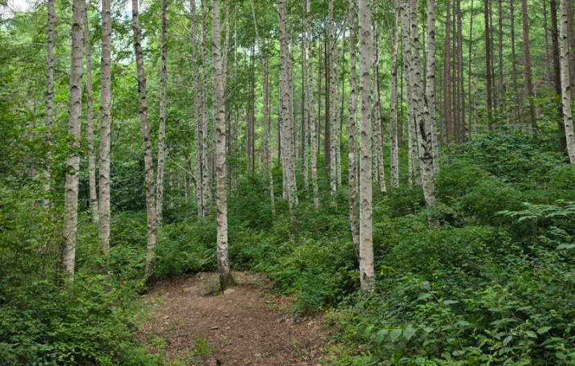 인제 자작나무숲