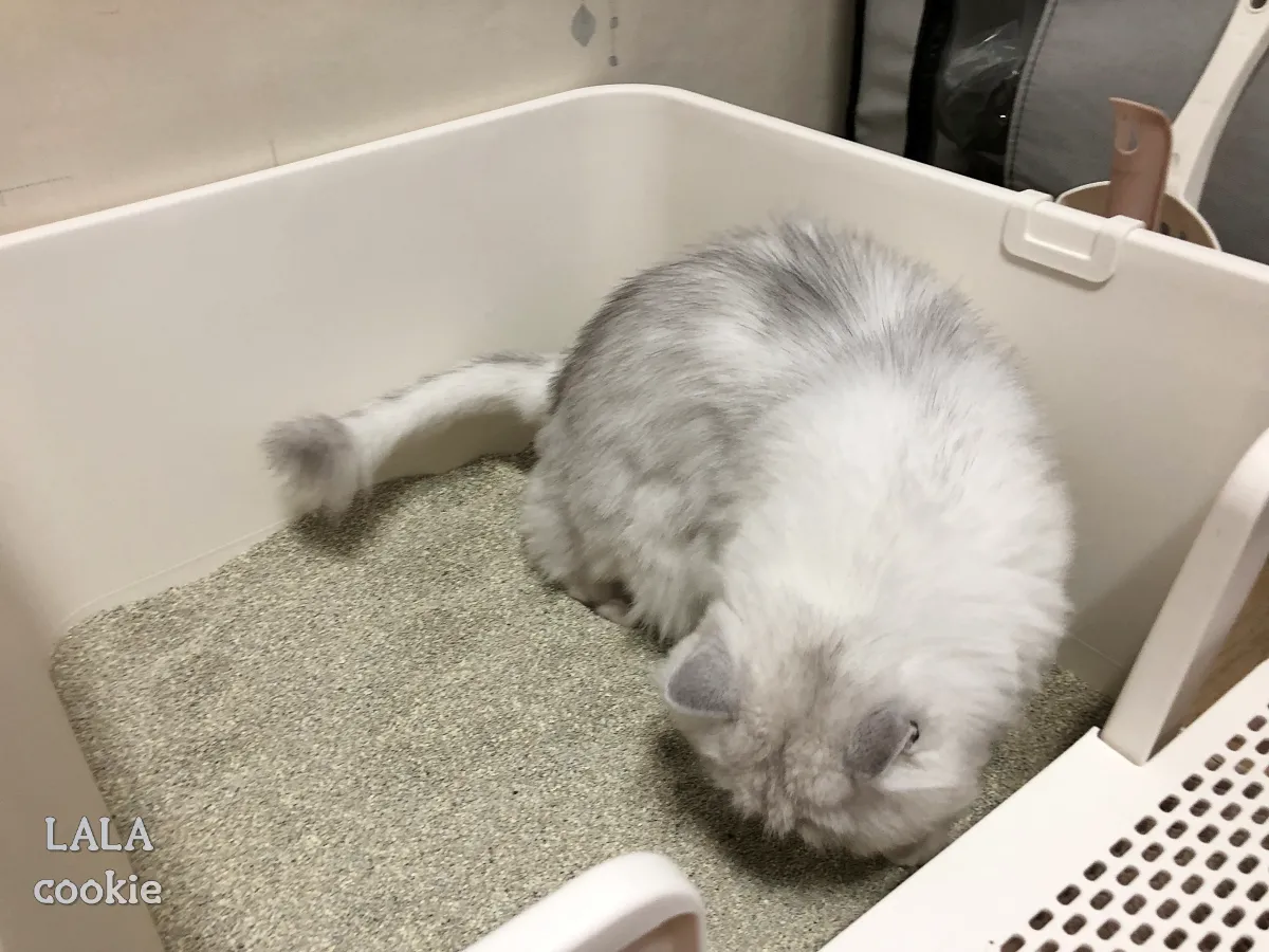 고양이-모래-추천-닥터펠리스-하드볼-후기-화장실에-들어간-고양이